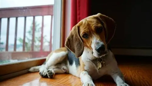Είναι τα Beagles καλοί οικογενειακοί σκύλοι; Επεξήγηση της ιδιοσυγκρασίας της φυλής