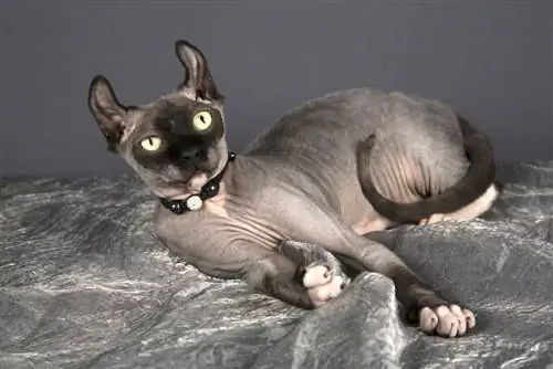 Dwelf Cat Breed: الصور ، مزاجه & السمات