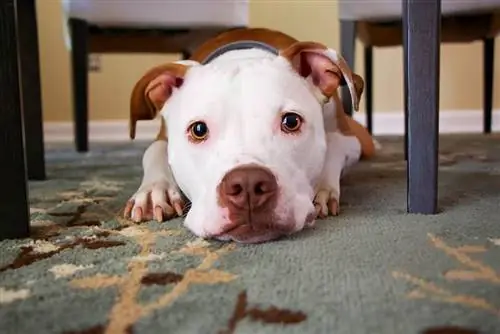 Hvordan hjelpe en misbrukt hund å komme seg: 9 humane måter