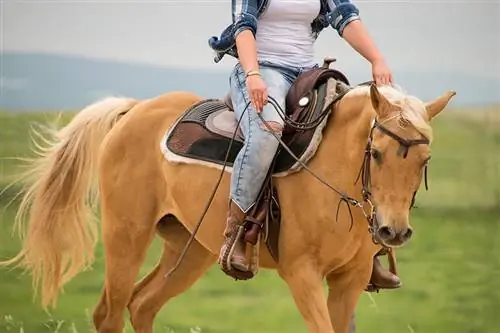 Cara Menenangkan Kuda Anda Semasa Ribut Petir: 8 Petua Berguna
