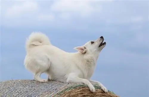 Kuinka opettaa koira ulvomaan: 5 vinkkiä & temppuja