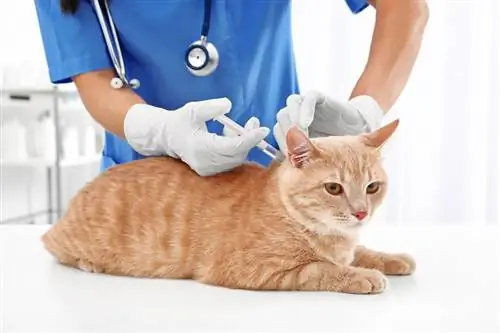 Wie viel kostet eine Tollwutimpfung bei einer Katze im Jahr 2023? Preisführer