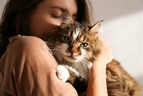 Sind Katzen gut für die psychische Gesundheit & Stress? 7 Möglichkeiten, wie sie helfen können