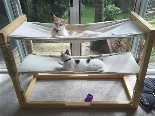 11 DIY Cat Bunk Bed Plans ที่คุณสามารถทำได้วันนี้ (พร้อมรูปภาพ)