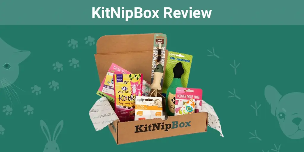 Преглед на KitNipBox 2023 г.: Мнението на нашия експерт за неговата стойност