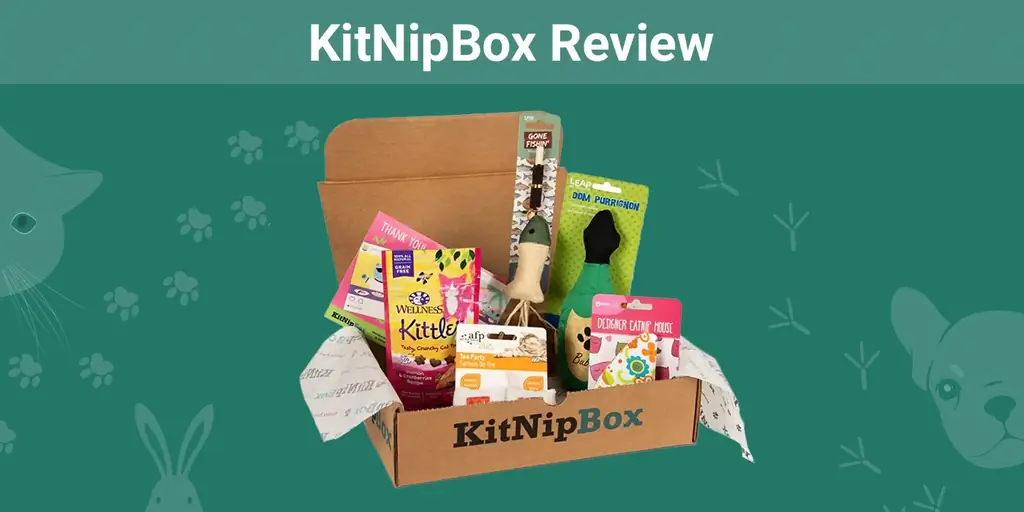 مراجعة KitNipBox 2023: رأي خبرائنا حول قيمتها