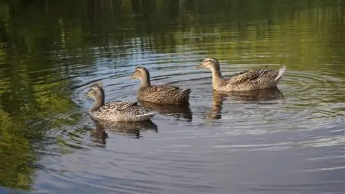 Rouen Duck: Resimler, Bilgiler, Özellikler, & Bakım Kılavuzu