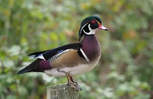 Wood Duck: informacije, osobine, slike & Vodič za njegu