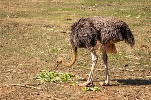 Ano ang Kinain ng mga Ostriches sa Ligaw & sa Pagkabihag? Ipinaliwanag ang Mga Katotohanan sa Diet