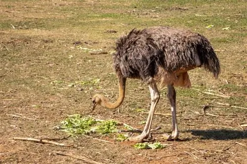 Cosa mangiano gli struzzi in natura & in cattività? Fatti dietetici spiegati