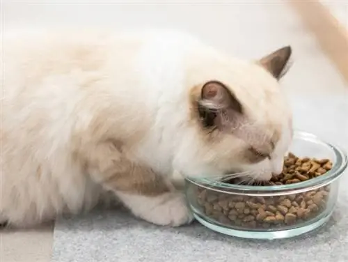 Çfarë është ushqimi i maceve të kategorisë njerëzore? Fakte ushqyese & FAQ