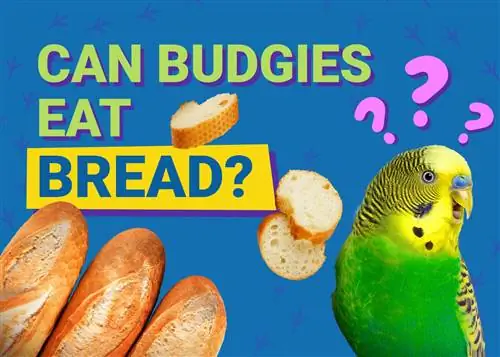 Ar gali banguotos papūgos valgyti duoną? Veterinarijos patvirtinta mitybos informacija, kurią reikia žinoti