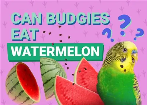 Ali lahko papagaji jedo lubenico? Podatki o hranilni vrednosti, ki jih je odobril veterinar, ki jih morate vedeti