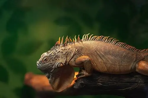 11 algemene siektes in iguanas: veearts-goedgekeurde feite & algemene vrae