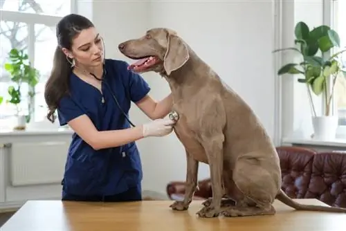 6 problemas de saúde comuns em cães Weimaraner: Fatos de saúde aprovados pelo veterinário & Perguntas frequentes