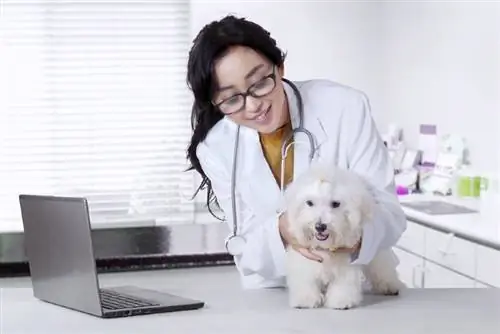 12 Masalah Kesihatan Lazim dalam Anjing M alta: Penyakit Disemak Doktor & Penyakit