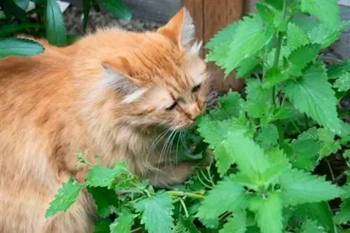 Perché alcuni gatti non reagiscono all'erba gatta? Cosa ha da dire la scienza