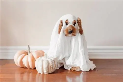 13 snaakse Halloween-kostuums vir honde wat jou sekerlik sal laat giggel