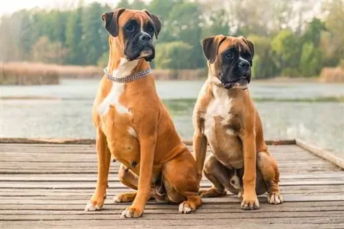 11 fascinerande boxerhundfakta du kommer att älska att veta