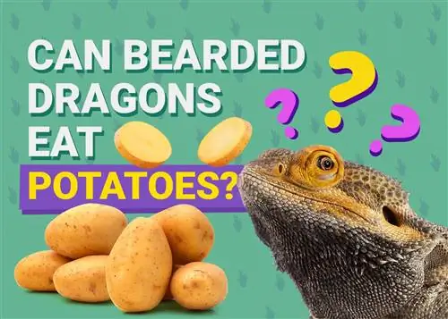Ar barzdoti drakonai gali valgyti bulves? Mitybos faktai & Saugos patarimai
