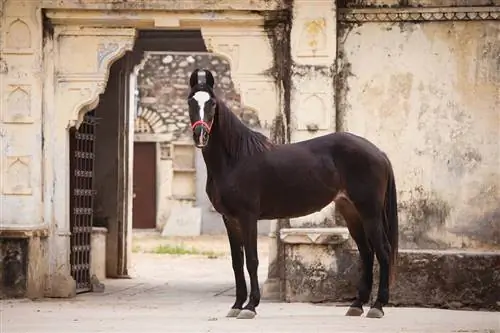 13 سلالات خيول القدرة على التحمل: التاريخ ، الحقائق ، & الصور