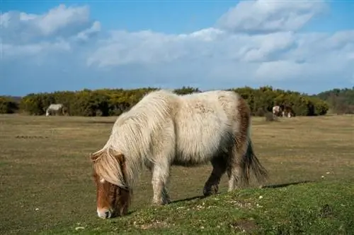 10 najmenších koní & Plemená poníkov: História, obrázky, & Info