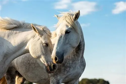 12 pasmina bijelih konja: povijest, informacije, & slike