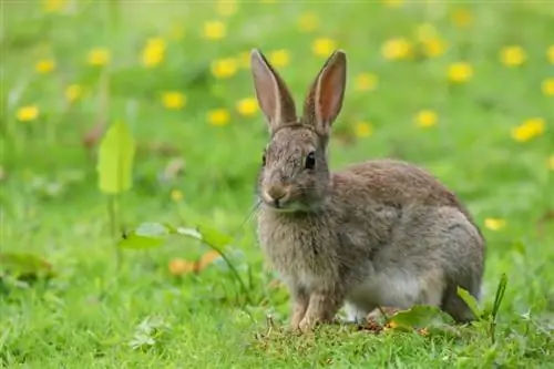 Beveren Rabbit: Omsorg, Billeder, Temperament, Habitat, & Træk
