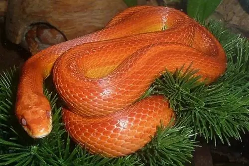 Quelle est la taille des serpents des blés ? Poids moyen & Tableau de croissance