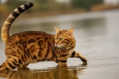 क्या बंगाल की बिल्लियाँ पानी पसंद करती हैं? नस्ल प्राथमिकताएँ समझाई गईं