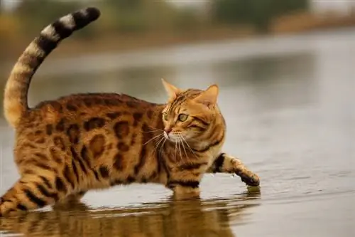 Hou Bengaalse katte van water? Rasvoorkeure verduidelik