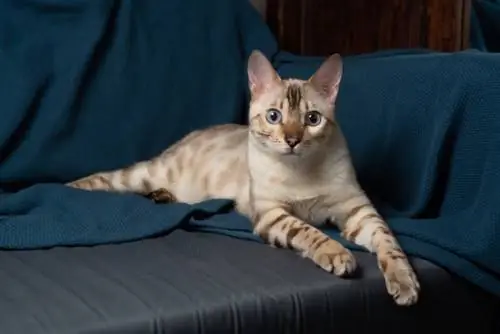 Snow Bengal Cat: Fatos, Origem, Imagens & História