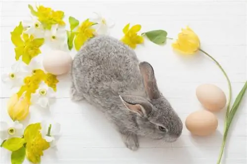 Lila konijn: feiten, afbeeldingen, levensduur, gedrag & Verzorgingsgids