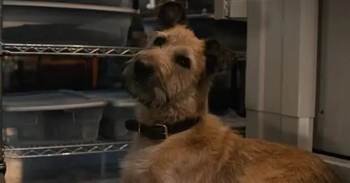 Welche Hunderasse gibt es in Finch? Berühmte Filmhunde vorgestellt