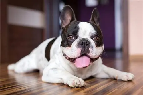 Schwarz-weiße Französische Bulldogge: Bilder, Pflegeanleitung, Infos & Mehr