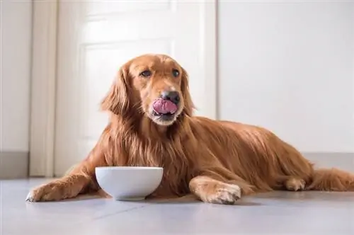 Sådan fodres hunde med pancreatitis: 6 tips & tricks