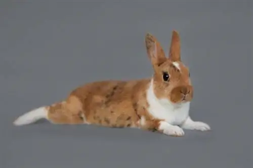 Mini Rex Rabbit: Fakta, billeder, levetid, adfærd & Plejevejledning