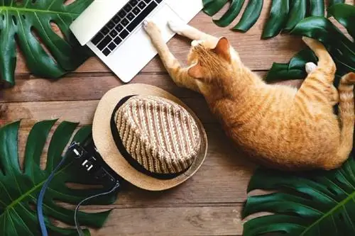 National Tag din kat på arbejde dag 2023: Hvad det er & Sådan fejres