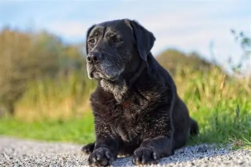 Crni labrador retriver: činjenice, podrijetlo, & Povijest