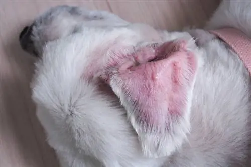 Quanto tempo levará para um hematoma de orelha de cachorro desaparecer? Fatos aprovados pelo veterinário