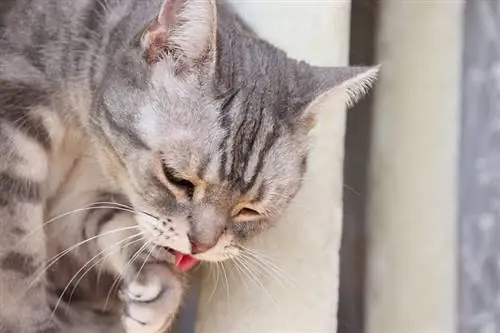 Perché un pettine fa vomitare il mio gatto? Comportamento felino spiegato