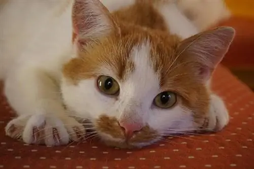 Որքանո՞վ է տարածված կատվի քերծվածքային հիվանդությունը (կատվի քերծվածքային տենդը): Անասնաբույժի կողմից վերանայված փաստեր
