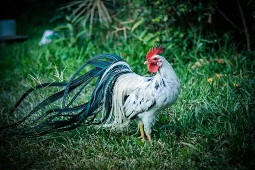 Onagadori csirke: Képek, információk, tulajdonságok és gondozási útmutató