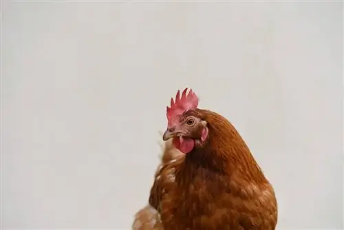 Lohmann Brown Chicken: Slike, informacije, osobine, & Vodič za njegu