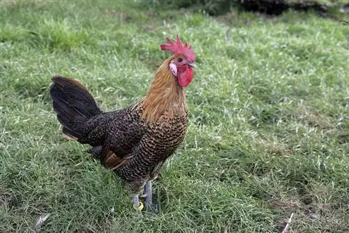 Campine Chicken: pildid, teave, omadused, & hooldusjuhend