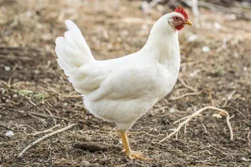 Leghorn Kip: Feiten, Gebruik, Foto's, Oorsprong & Kenmerken