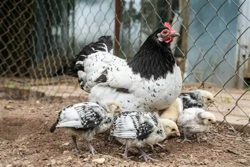Lakenvelder csirke: Képek, tények, felhasználás, eredet & Jellemzők