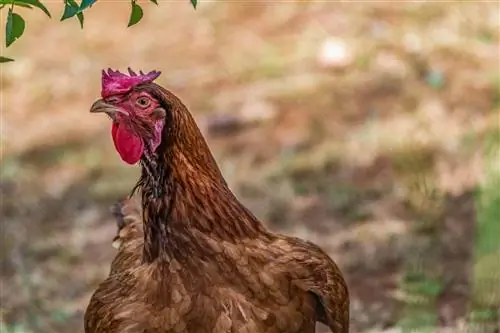 Kuroiler Chicken: Obrázky, informácie, vlastnosti, & Sprievodca starostlivosťou
