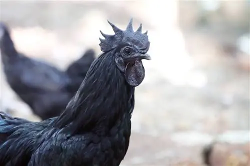 Kadaknath Chicken: Mga Katotohanan, Gamit, Pinagmulan, Mga Larawan & Mga Katangian