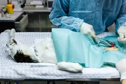 Sa kohë u duhet qenve për t'u shëruar nga sterilizimi? Fakte të rishikuara nga veterineri
